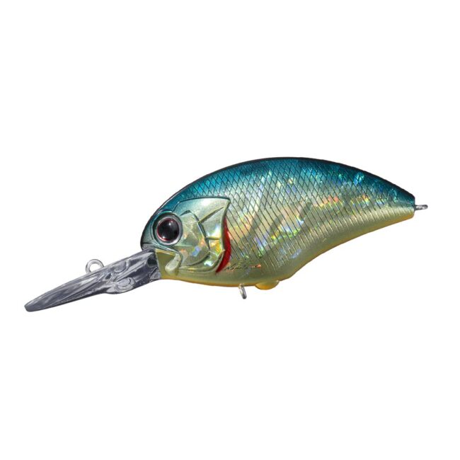 American-Sunfish-H03